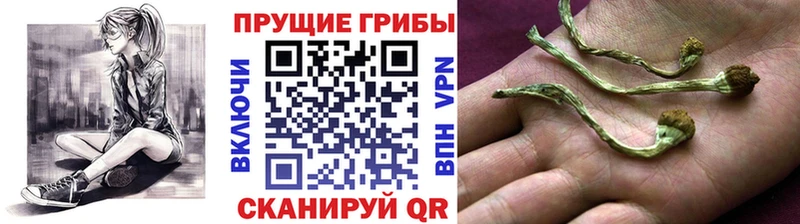 Галлюциногенные грибы Cubensis Давлеканово
